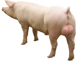 新丹系长白公猪养殖